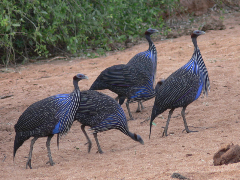 P1010450 vulturine guineafowl