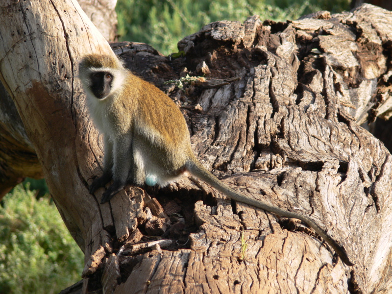 P1010826 Vervet monkey