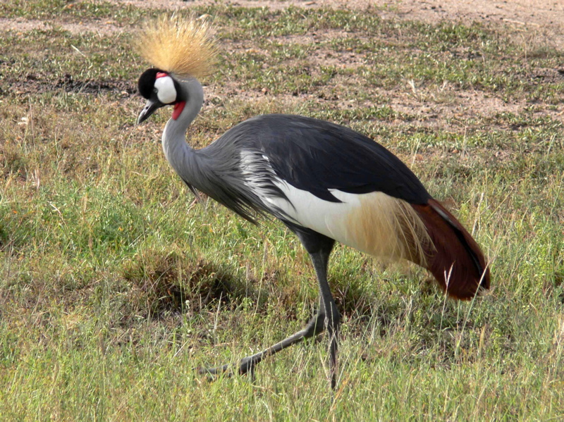 P1020233 grey crowned crane