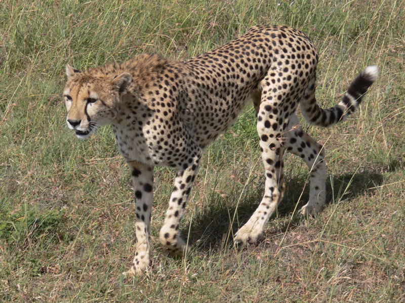 P1020369 cheetah hunting