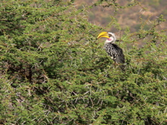 P1010813 yellow-billed hornbill