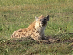 P1020239 spotted Hyena