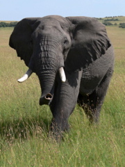 P1020406 elephant