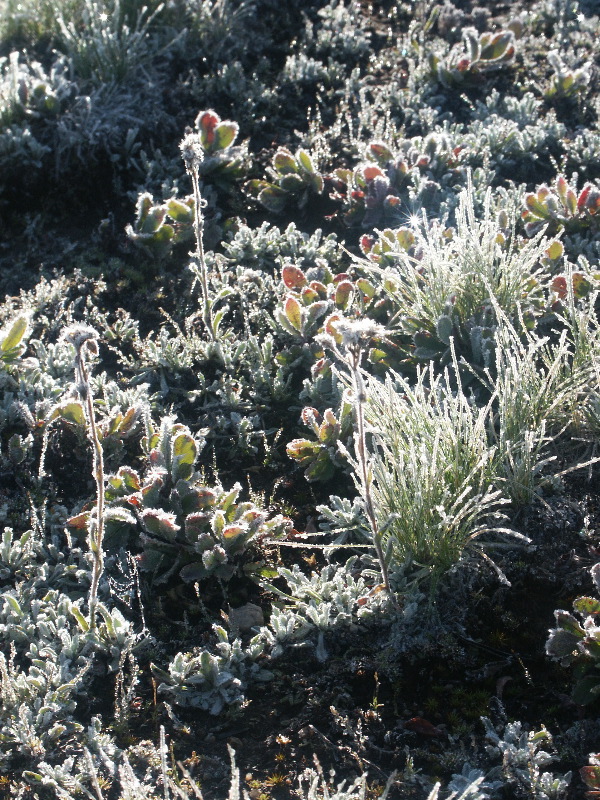 100. Frosted plants