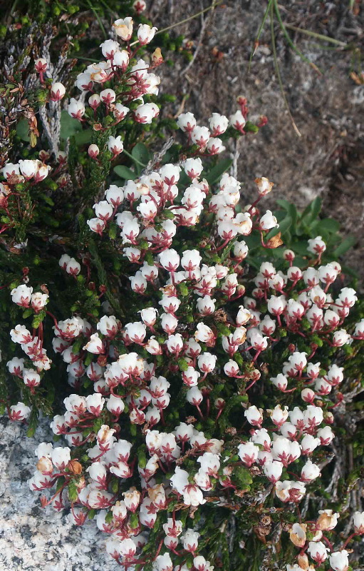  15. White Heather flowers