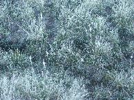  91. Frozen grasses