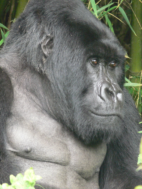 P1030424 silverback gorilla