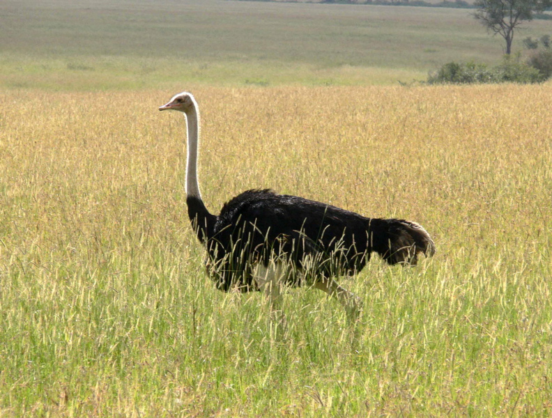 P1020180 ostrich