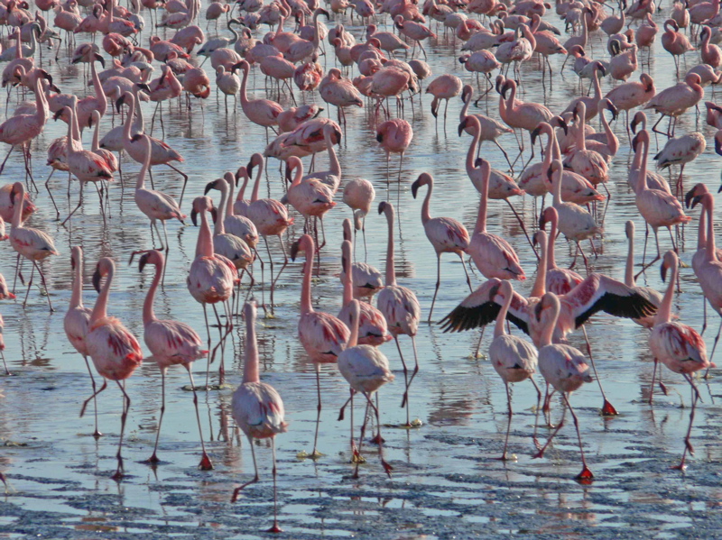 P1010301 flamingos