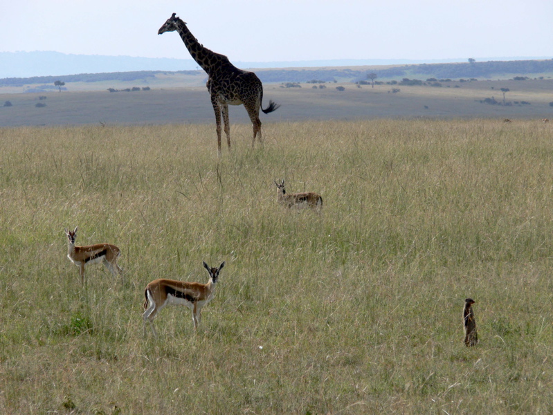 P1020794 giraffe gazelles mongoose
