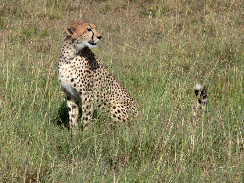 P1020364 cheetah and tail
