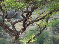 P1010840 Leopard in Samburu