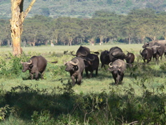 P1010050 buffalo
