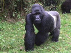 P1030409 Silverback gorilla
