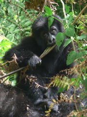 P1030167 baby gorilla