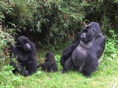 P1030384 gorilla family
