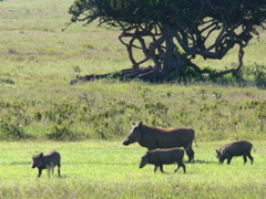 P1010081 warthog family