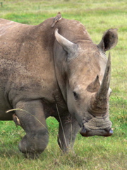P1000921 White Rhino