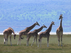 P1010171 giraffes