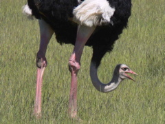 P1010177 ostrich