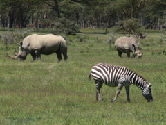 P1010187 zebra and rhinos