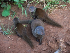 P1010463 mongoose family