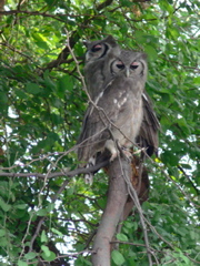 P1010783 Verreaux's Eagle Owl