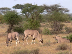 P1010967 Beisa Oryx