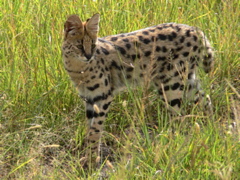 P1020161 Serval cat
