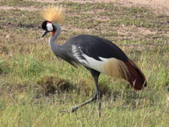 P1020233 grey crowned crane