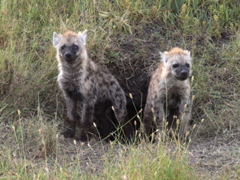 P1020257 hyena pups