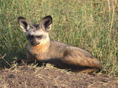 P1020306 bat-eared fox
