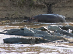 P1020466 Hippopotamus