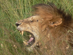 P1020848 lion fangs