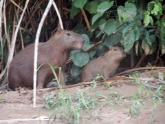 capybara 2.JPG