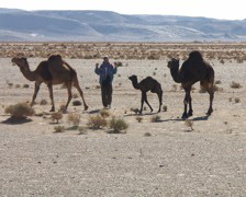 Nomad raising camels