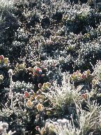 101. Frosted plants II